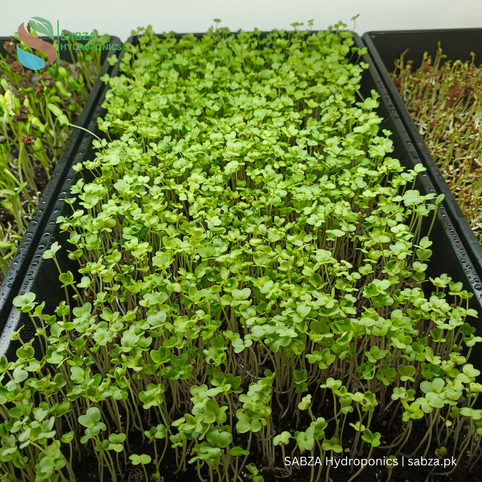 SABZA Microgreen Commercial Kit in Pakistan - Image 5