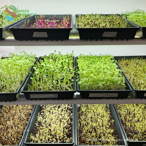SABZA Microgreen Commercial Kit in Pakistan