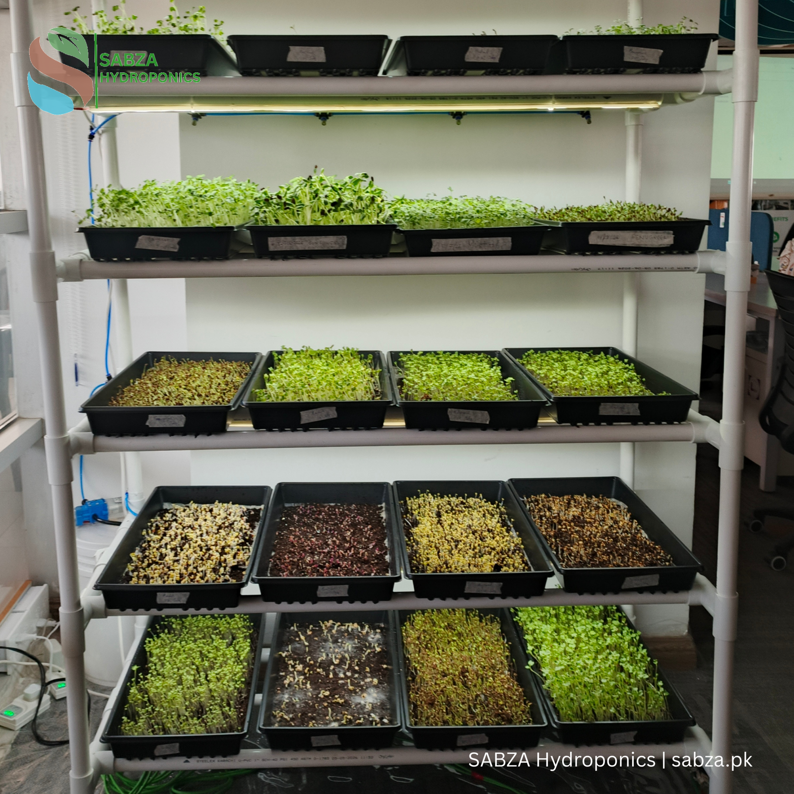 SABZA Microgreen Commercial Kit in Pakistan - Image 2