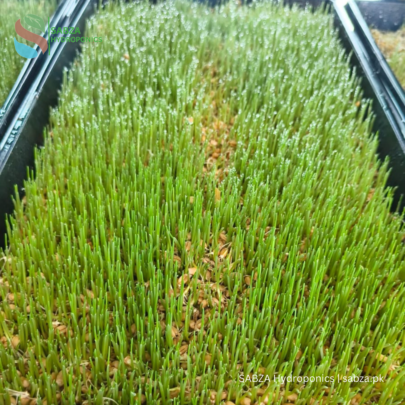 SABZA Hydroponic Fodder Kit 20 Trays (100 Kg) - Image 3