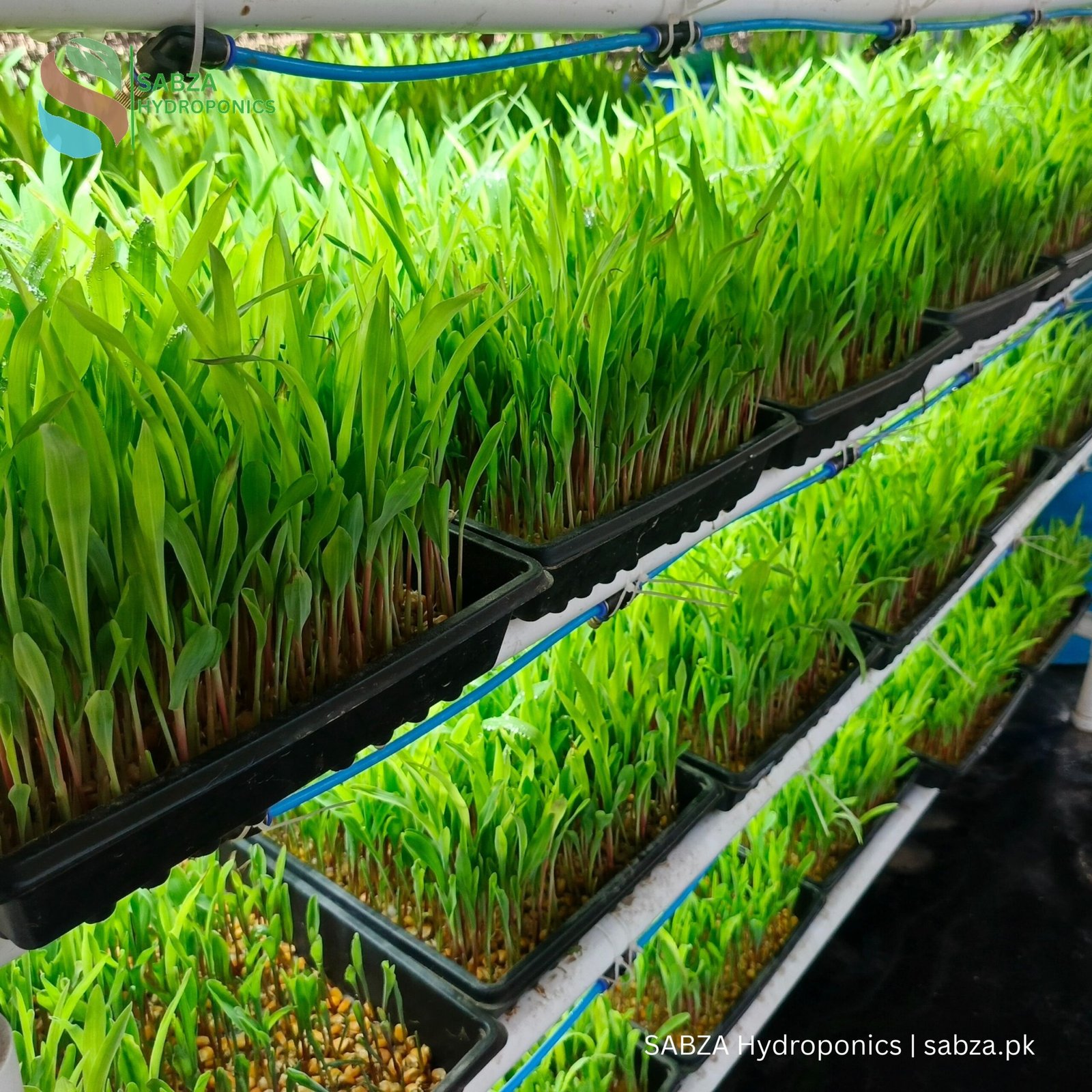 Hydroponics Projects
