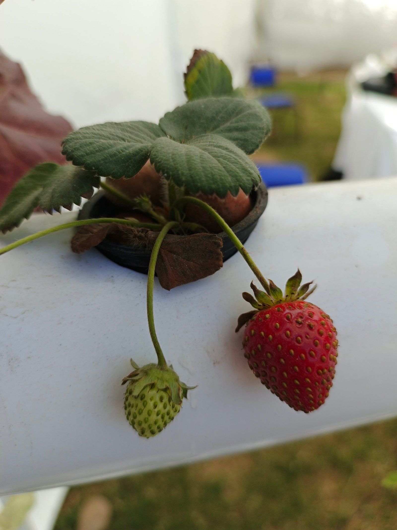 Hydroponic Macro